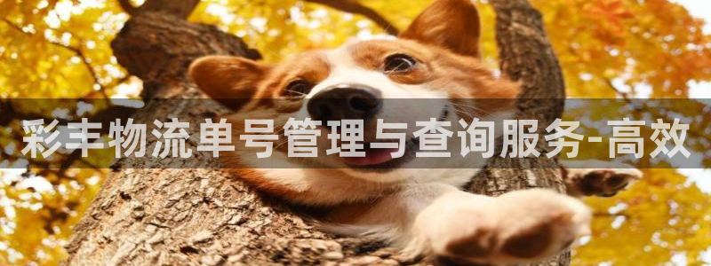 多多28充值方式：彩丰物流单号管理与