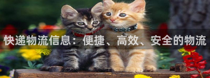 多多28注册登录流程：快递物流信息：