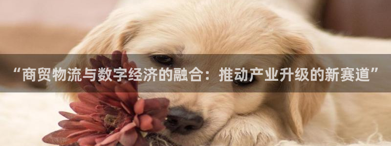 多多28app怎么注册账号：“商贸物